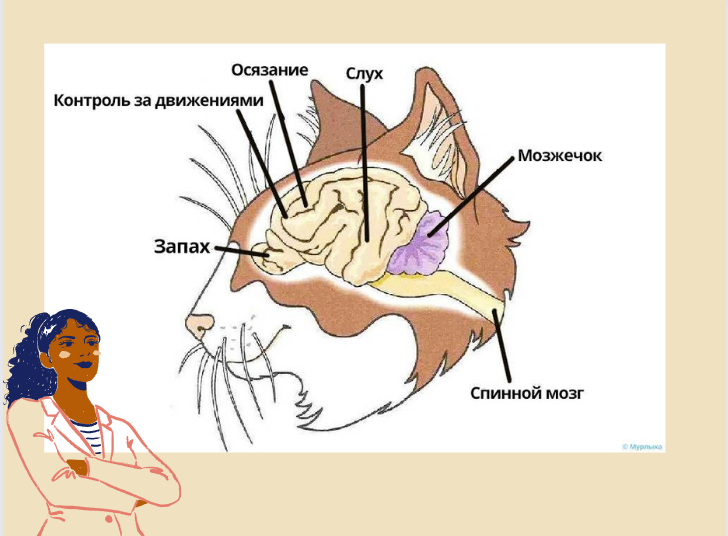 Мозг кошки