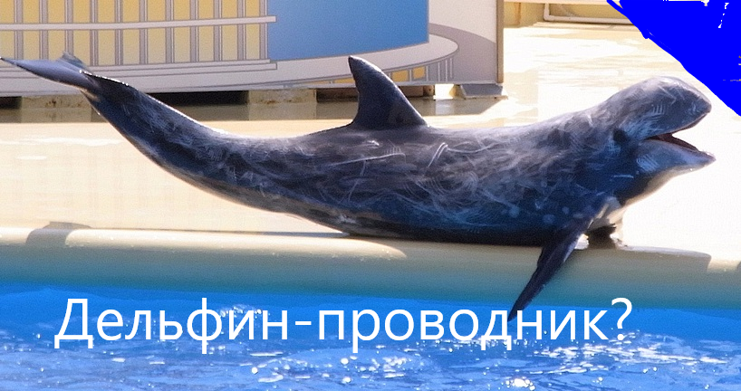 Так выглядит дельфин того же вида, что Пелорус-Джек в "классической" расцветке