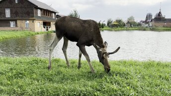 Лось - самое опасное животное.