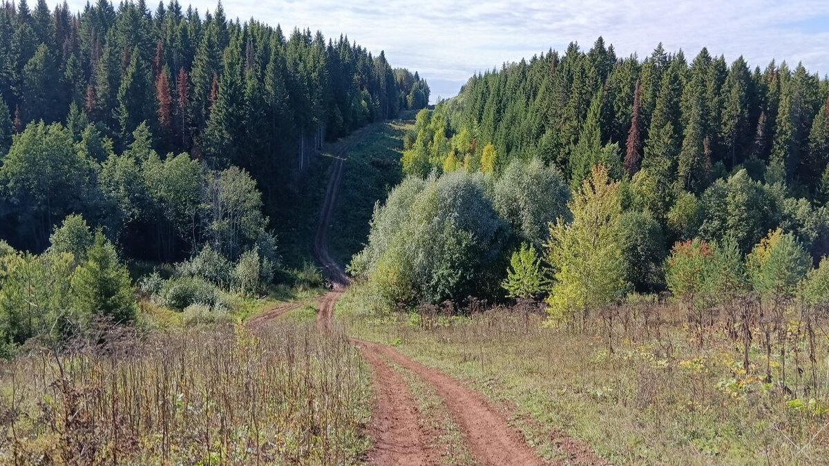 Дорога в лес. 