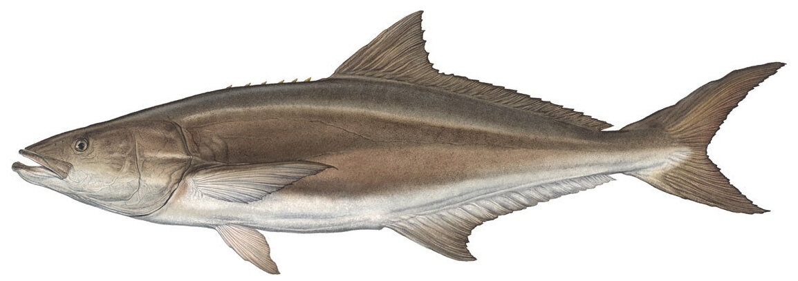 Rachycentron canadum