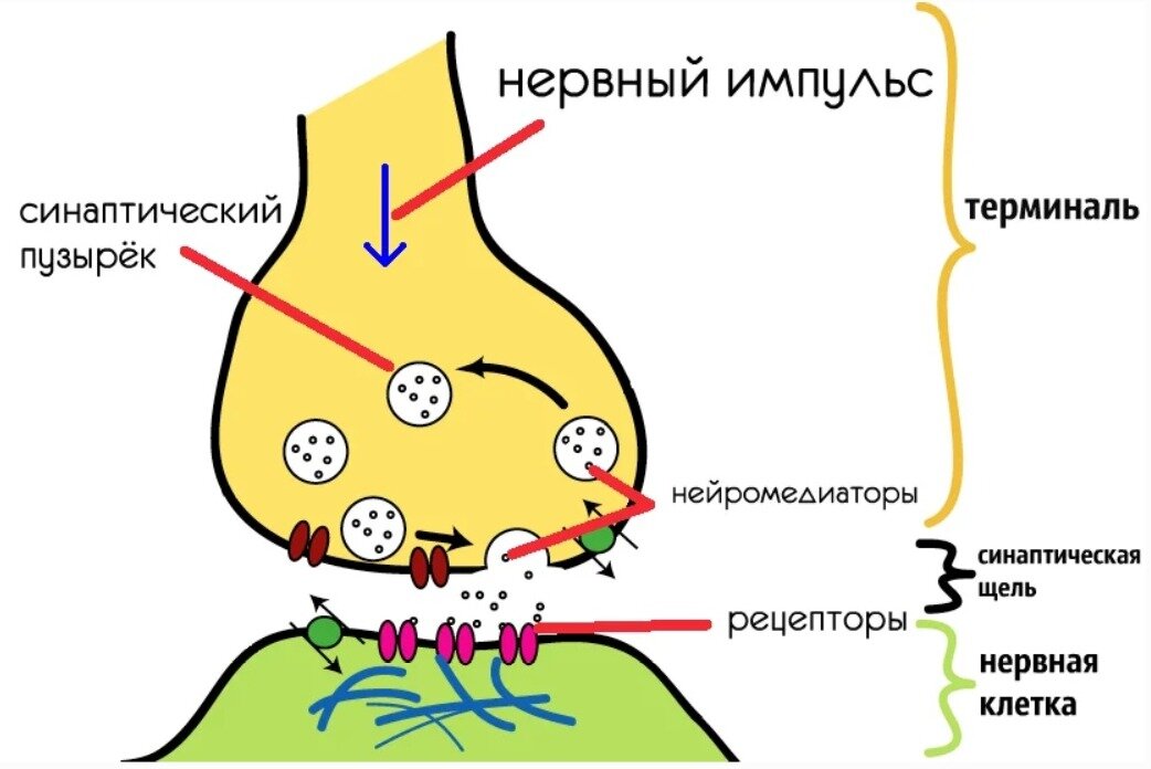 Рисунок холинергического синапса