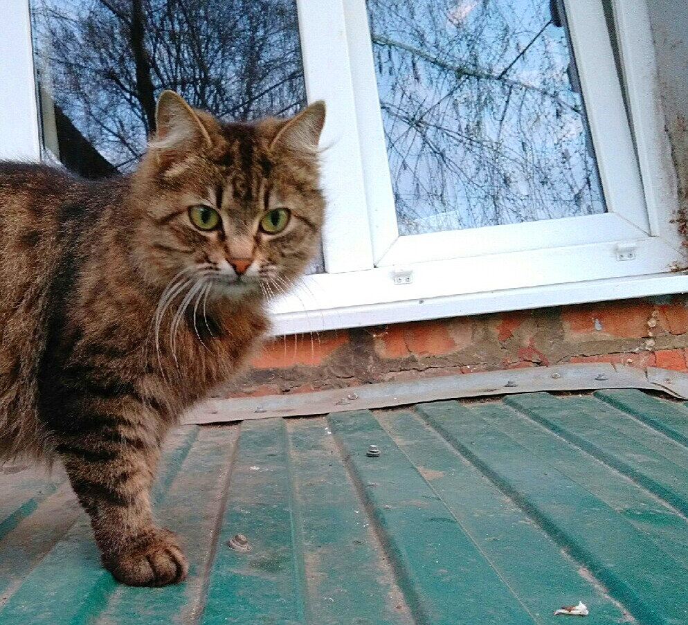 Например, прямо в окно)