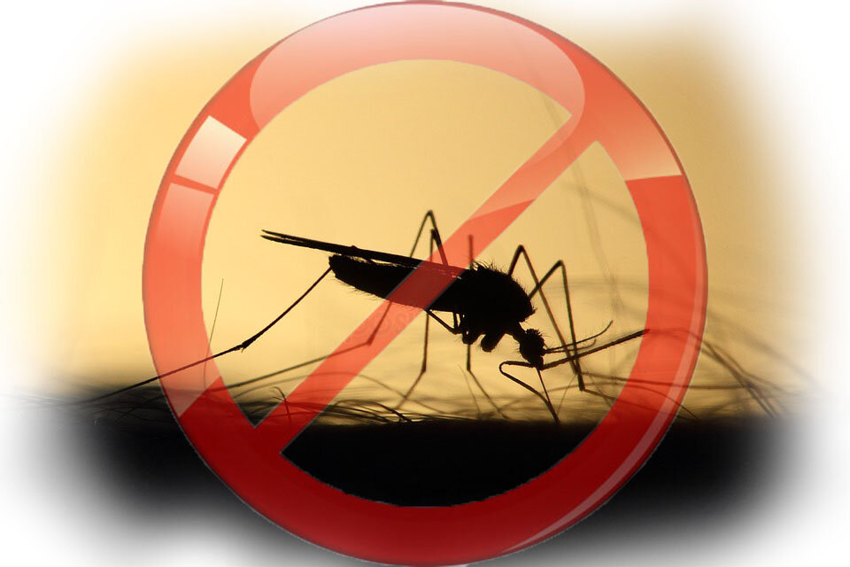 Возможно, в северных регионах нашей страны эти чудные создания еще спят, и досматривает последние зимние сны, но на юге, комары уже отравляют все вечерние прогулки. Стоит приоткрыть форточку для того чтобы хоть немного проветрить комнату, как ночью можно встретить совершенно нежданных кровопийц у своей постели. Пожалуй, это единственное, что портит прекрасные летние месяцы.
