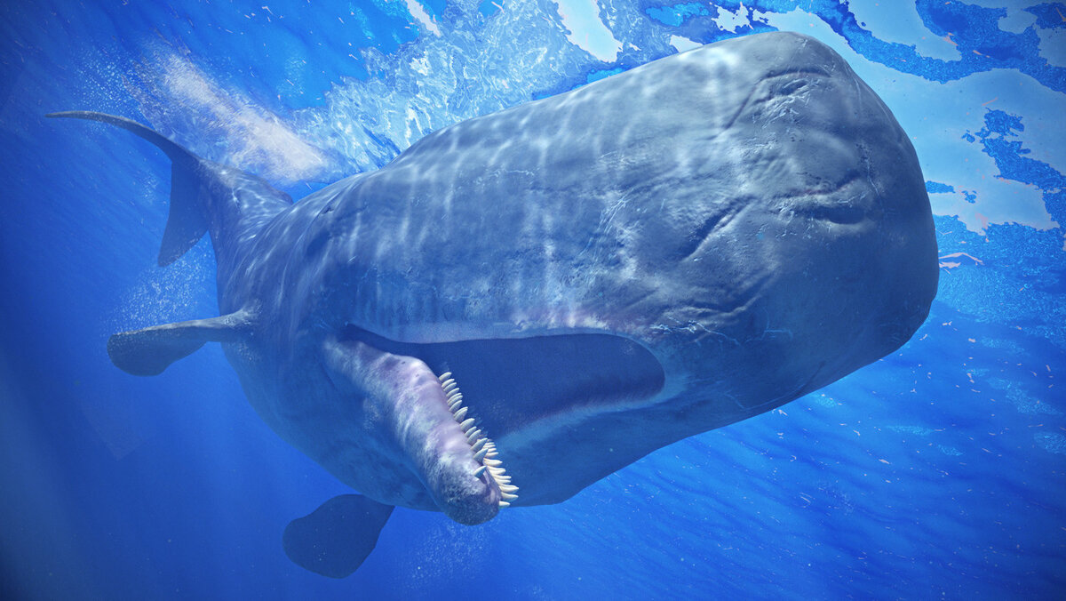 Может ли кит проглотить человека целиком? | Аква-Космос | Дзен