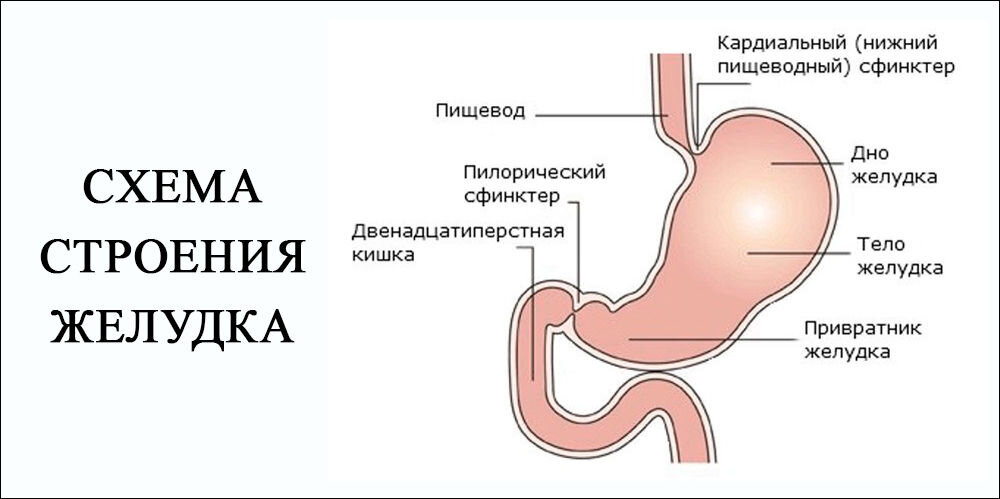 Пищевод желудок двенадцатиперстная кишка картинки