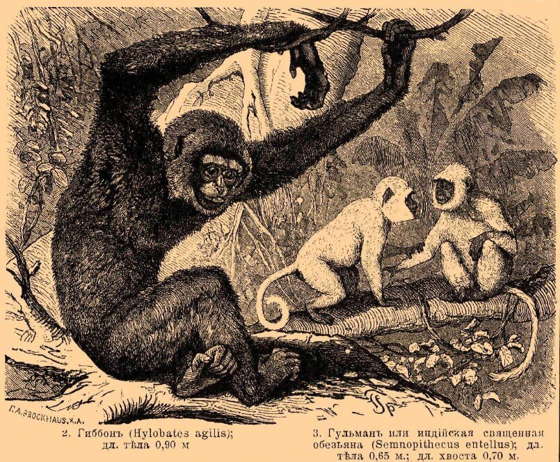 Ловкость черноруких гиббонов была известна давно