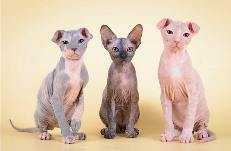 Украинский левкой. Взято с просторов интернета