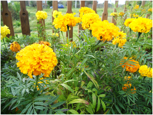 Бархатцы способны создавать солнечное настроение