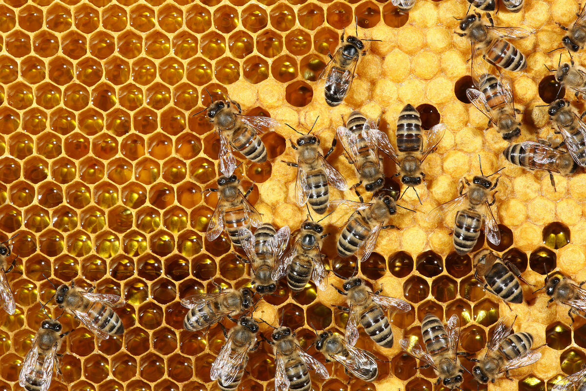 Пчелиная семья. Матка в пчелиной семье. Соты пчелиные. Пчела на сотах.