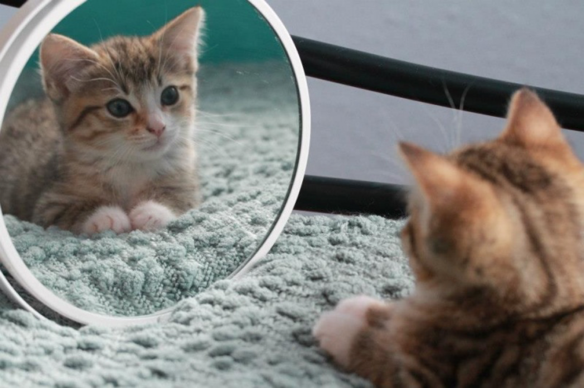 Почему, когда подносишь кота к зеркалу, он смотрит куда угодно, но только не  на себя? | Animal Town | Дзен