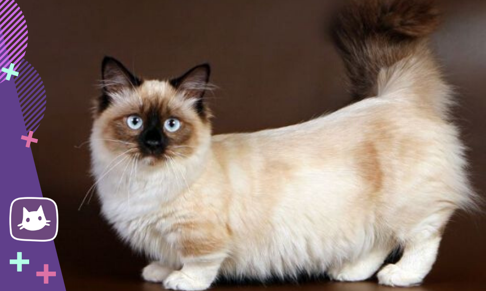 Самые ласковые породы кошек: список с фото и описаниями — Purina ONE®