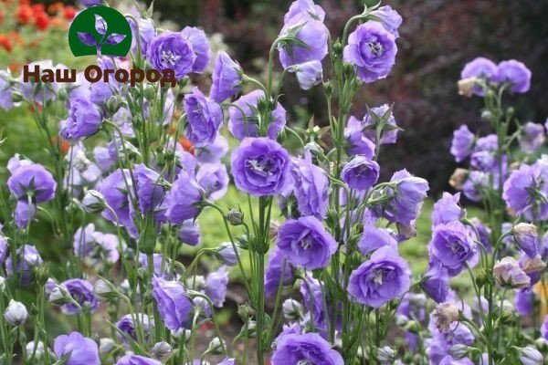 Колокольчики зачастую зазря остаются без внимания. Красота и нежность!