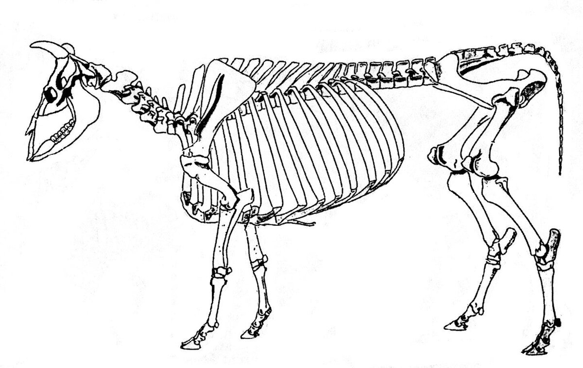 Скелет туловища коровы