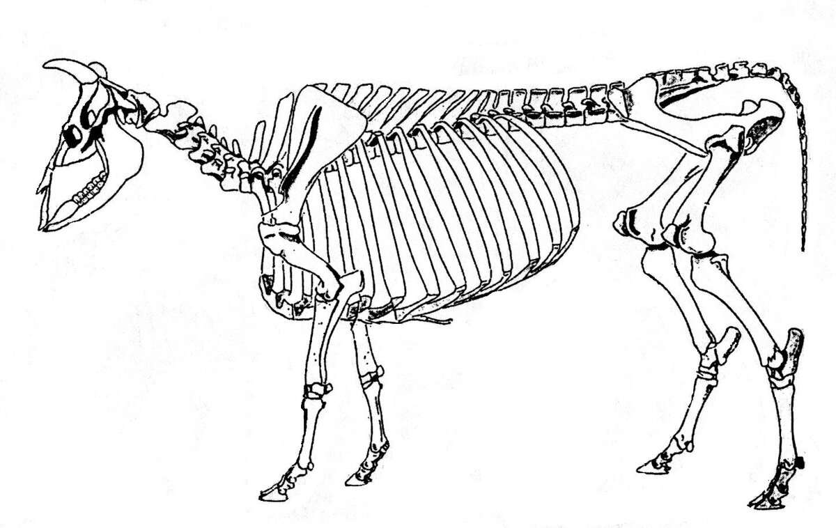 Строение скелета КРС