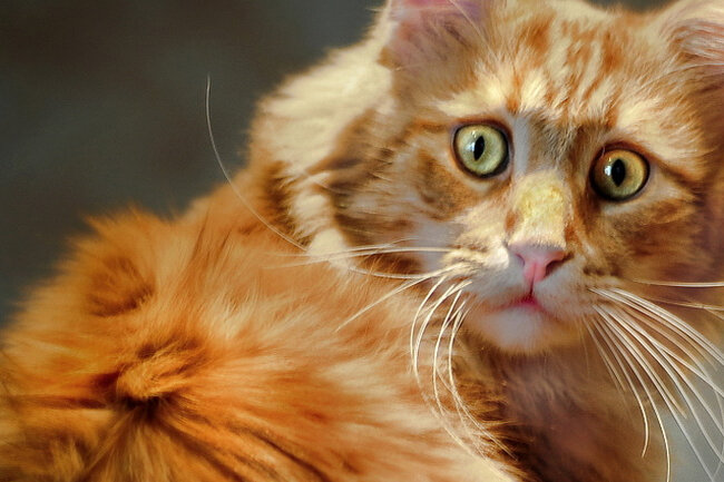 Фото - Яндекс картинки