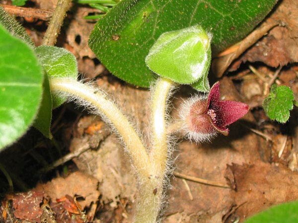 Копытень европейский. Ареал: Преимущественно - юг России, а также - леса, лесостепи.