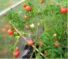 Урожай томатов под поликарбонатом с био-слоем (12 сентября 2015 г.)
