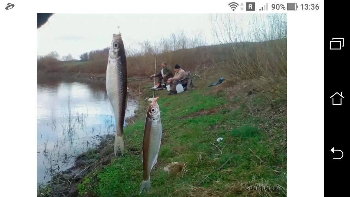 фото Ловля уклейки на поплавочную удочку по холодной воде