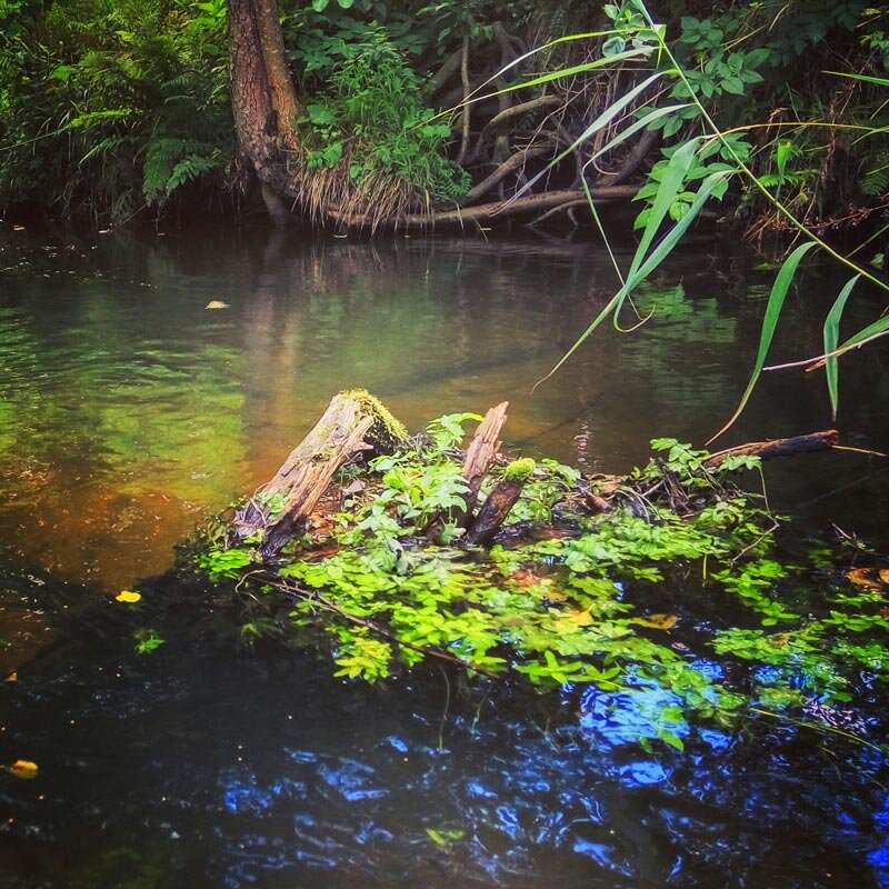 подмытые корни – одно из любимых мест засады хищника