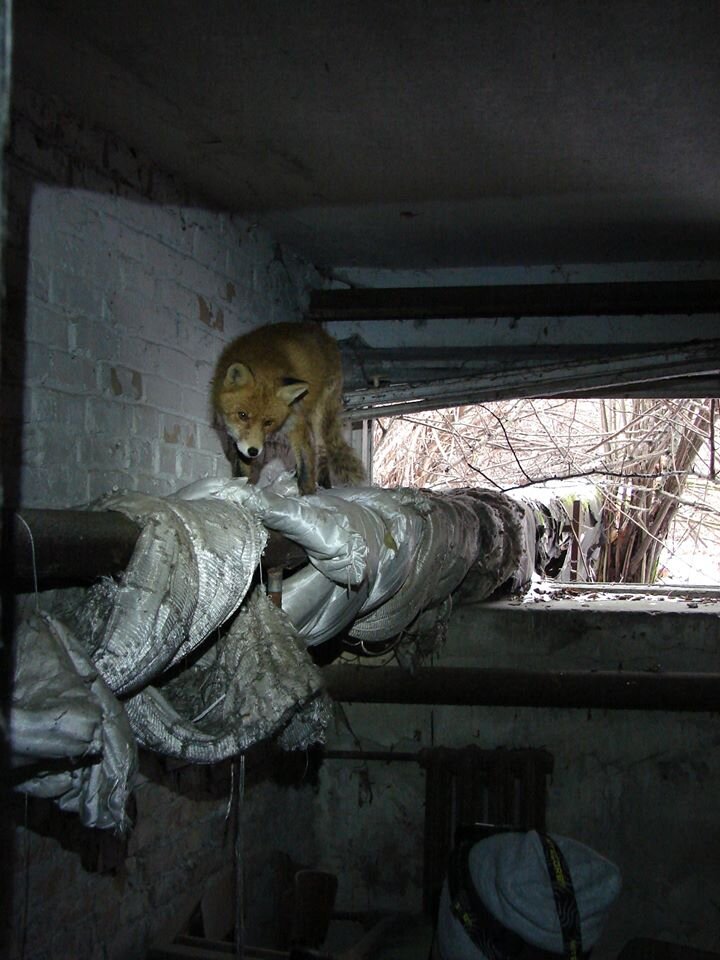 Чернобыль: встречи со знаменитым лисом Семеном