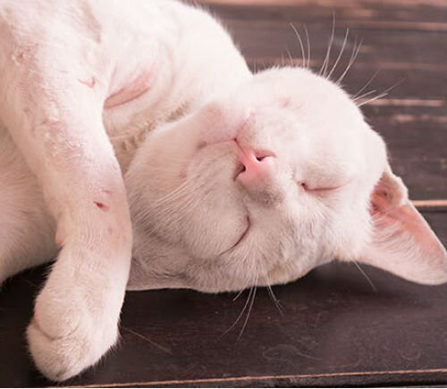 Зуд и чесотка у кошек