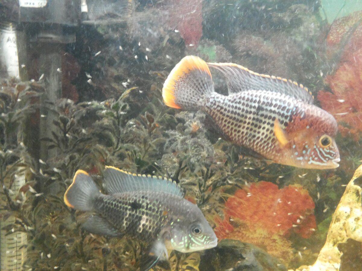 На фото мелкие белые точки - мальки