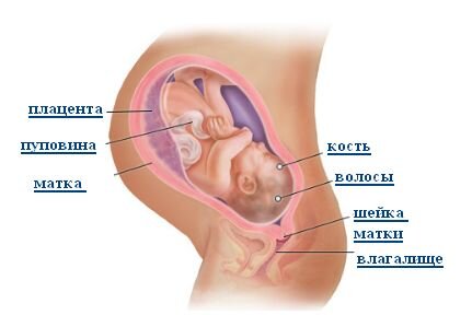 Источник: https://moydiagnos.ru