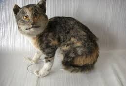 Упоротый кот