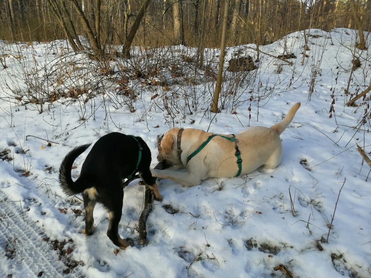 Белла с Люксиком.Делёжка палки.