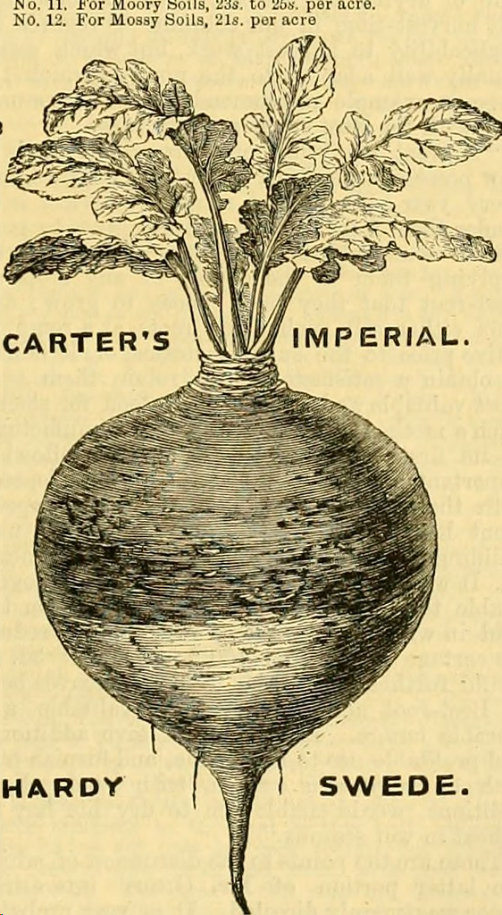 Swede - брюква