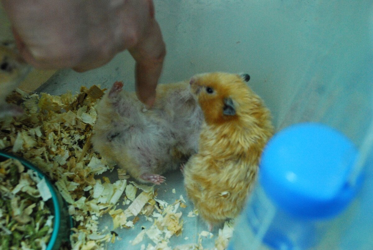 Опытные массажисты готовят хомяка к сертификации. Эксперт-хомяк следит за процедурой.