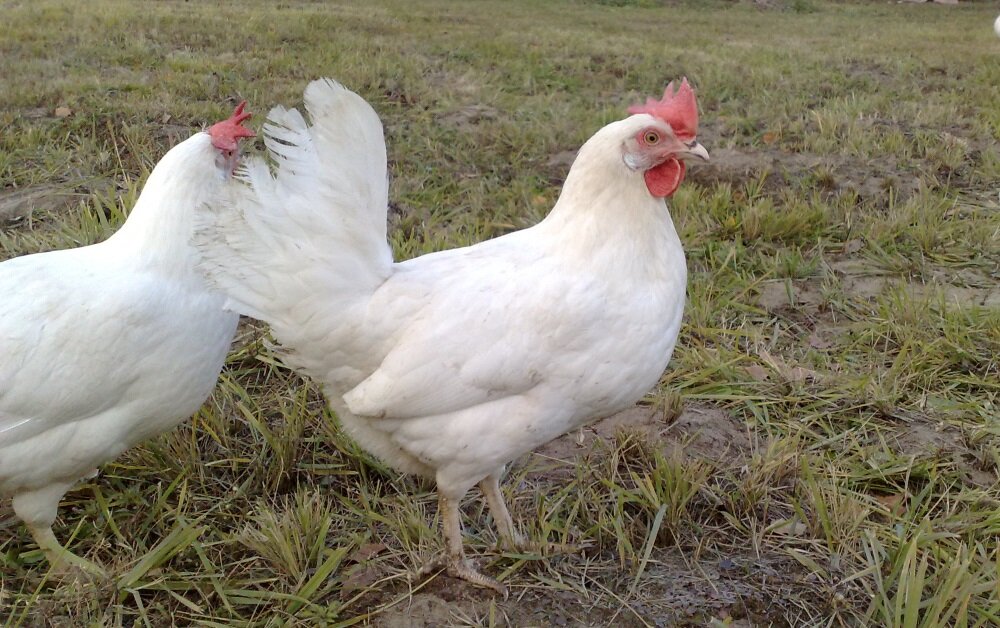 Легорнн белый. До 320 яиц в год.