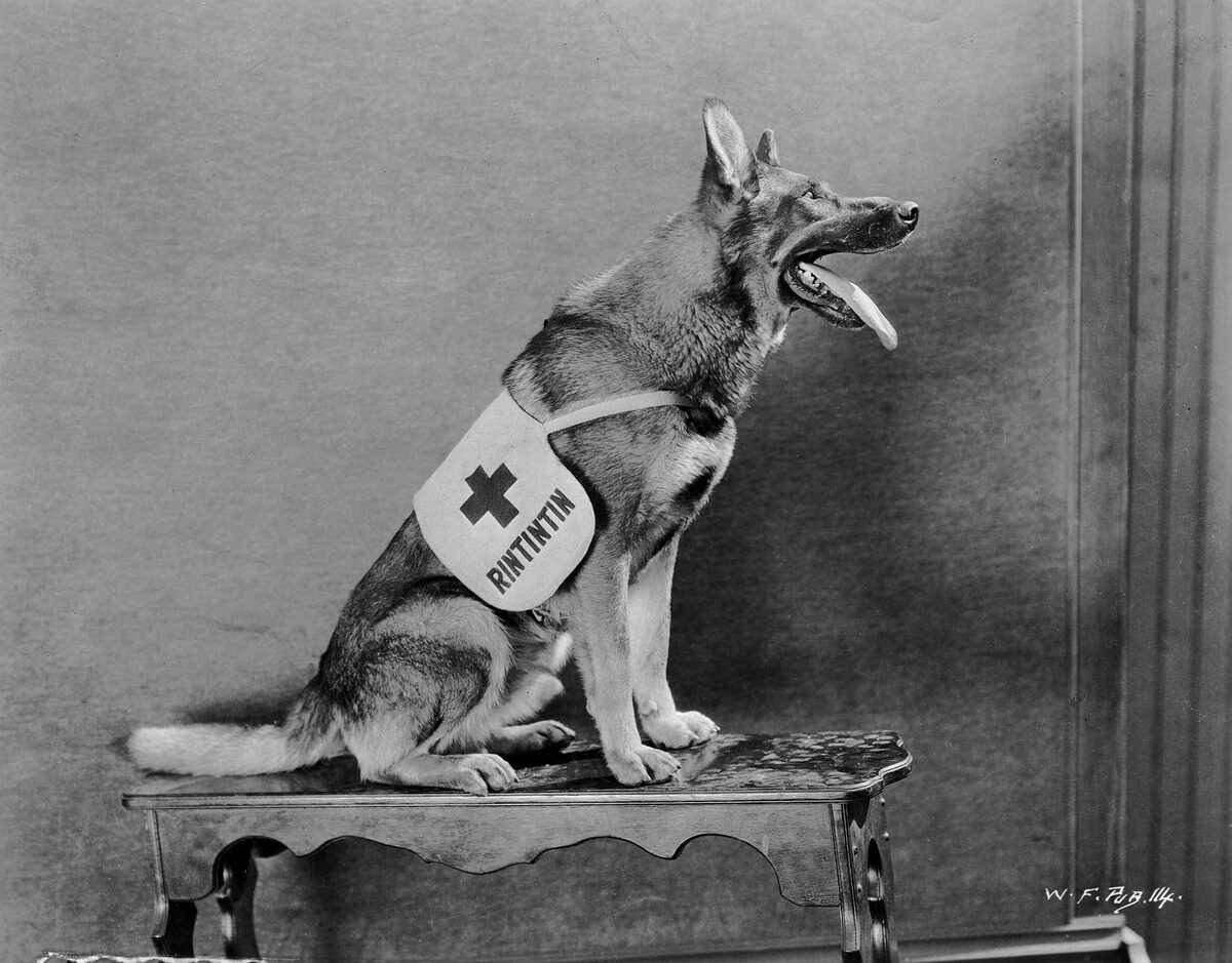 Пёс по кличке Рин-Тин-Тин