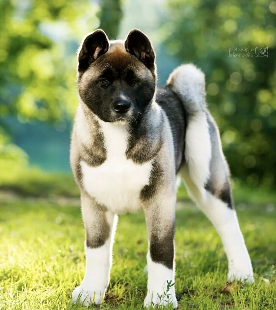 Американская акита