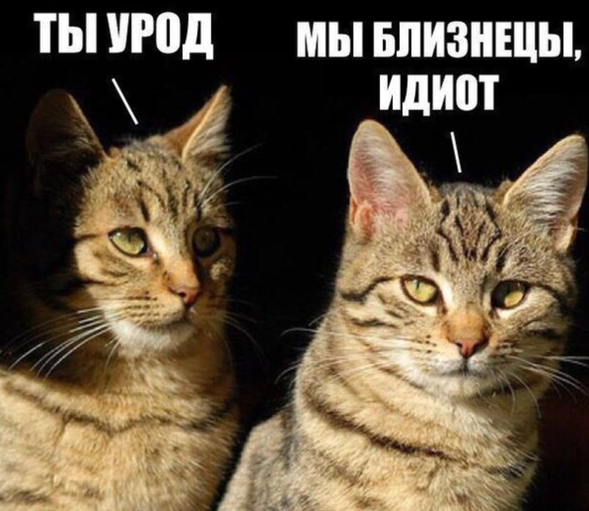 Когда твой брат родился с двадцатью пальцами на лапах