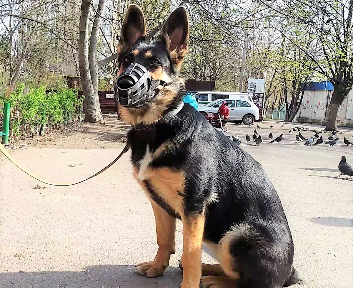 пол года собаки