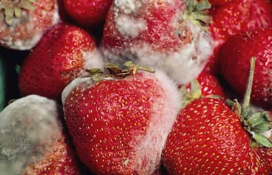 Плесень на продуктах картинки