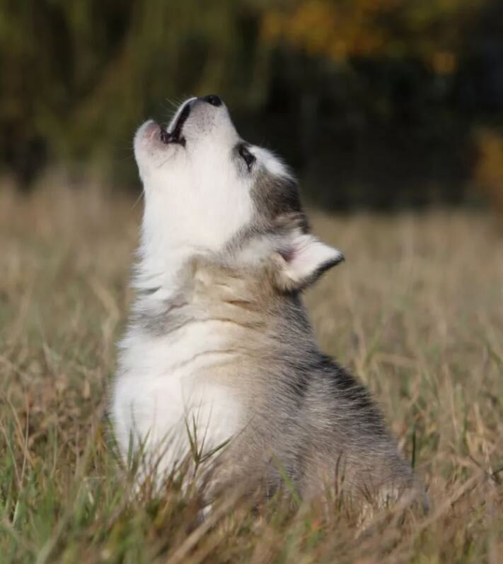 Изображение взято  с сайта vk.com