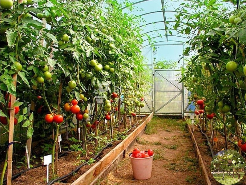 Фото из открытого доступа.