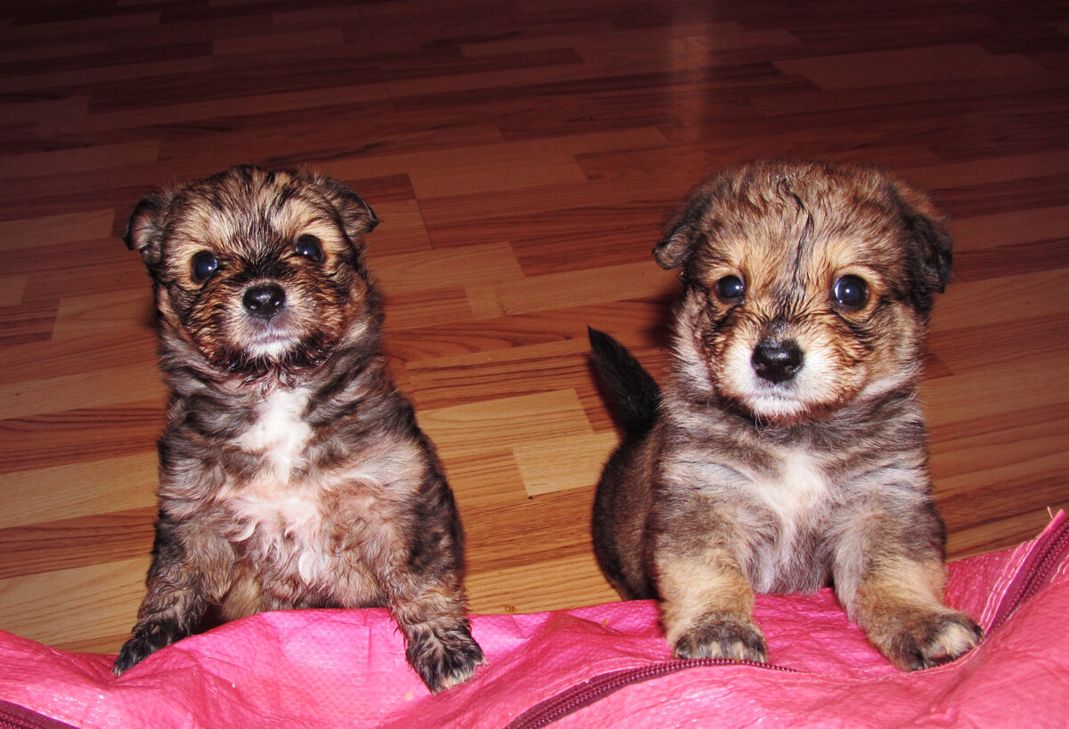 Юные анархисты на баррикадах