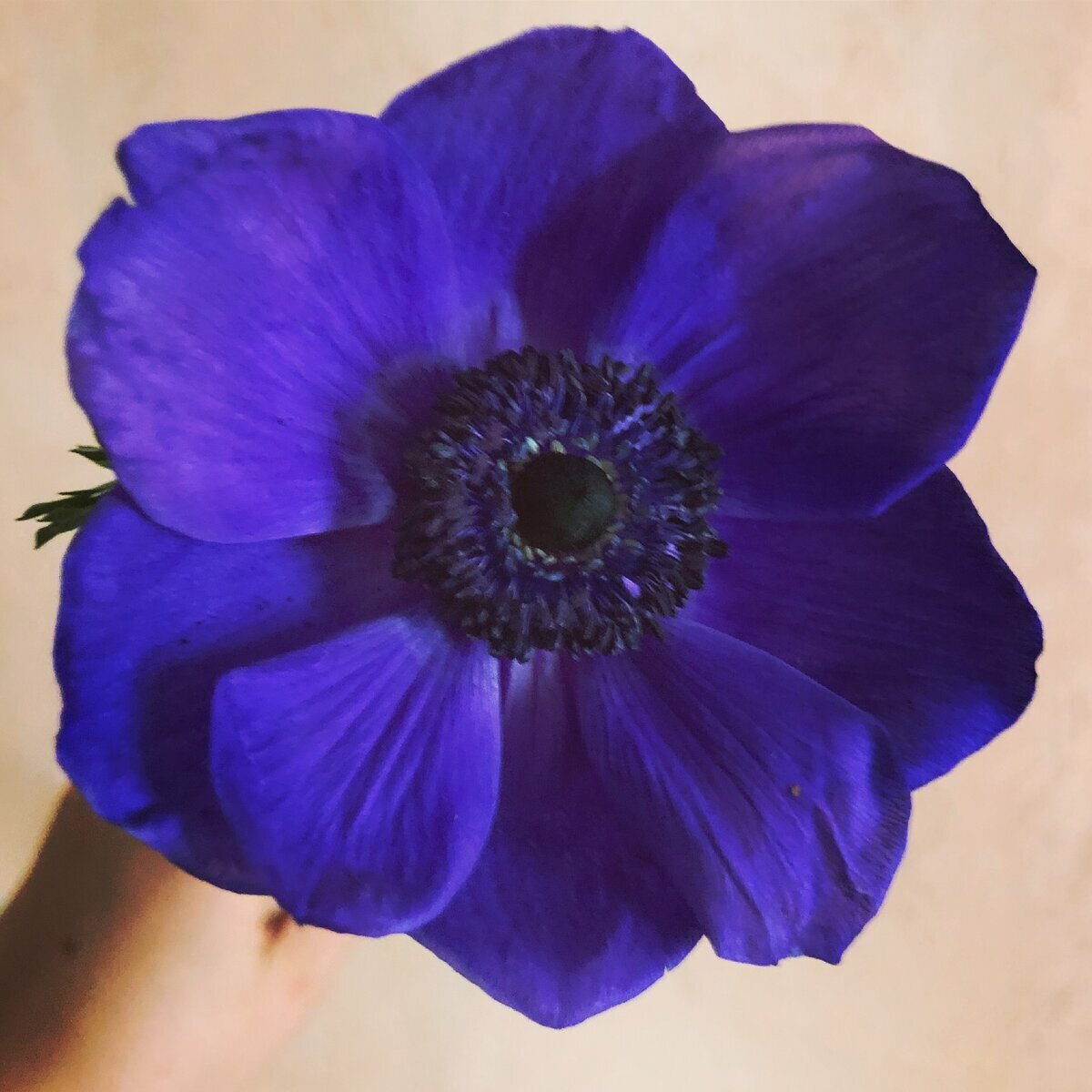 Фото из личного архива. Чудесный анемон. Это всё, что мне досталось. За него заплатила.