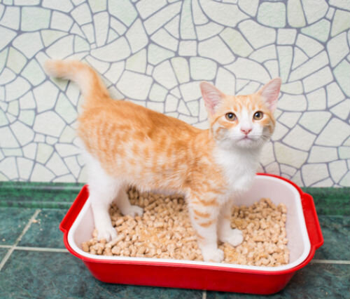 Желтые какашки у кошек: причины и признаки опасного состояния