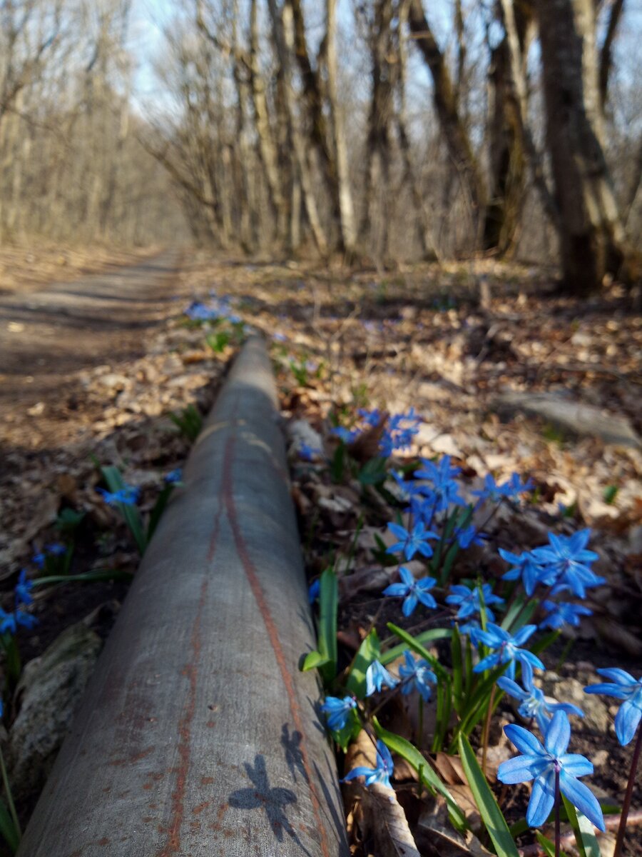 Колокольчики