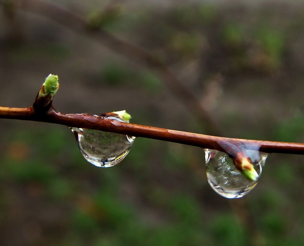 В Тверь возвращается весна