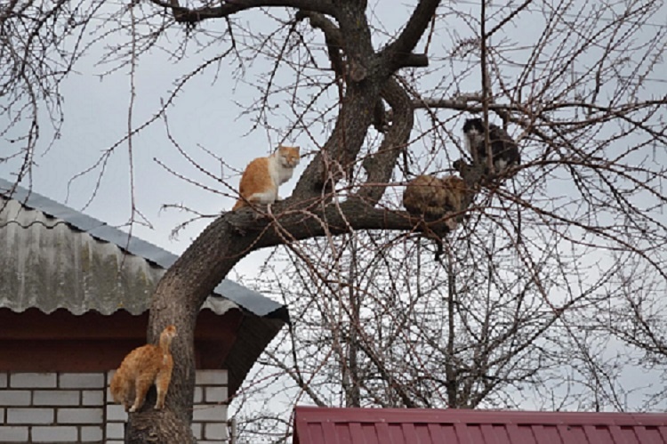 Коты прилетели (интернет)