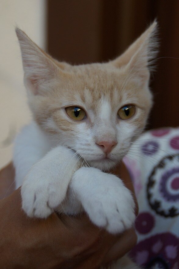 Философ Бориска 