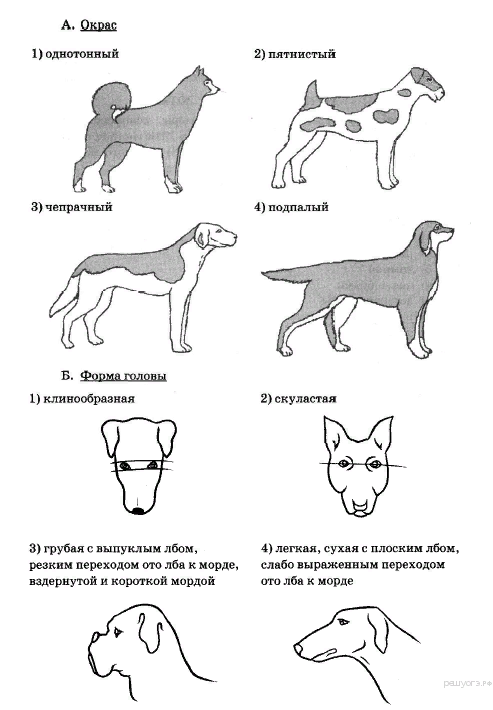 Огэ биология собака. ОГЭ биология задание с собакой. Форма головы у алабая. Форма головы и ушей собак. Биология ОГЭ окрас собаки.