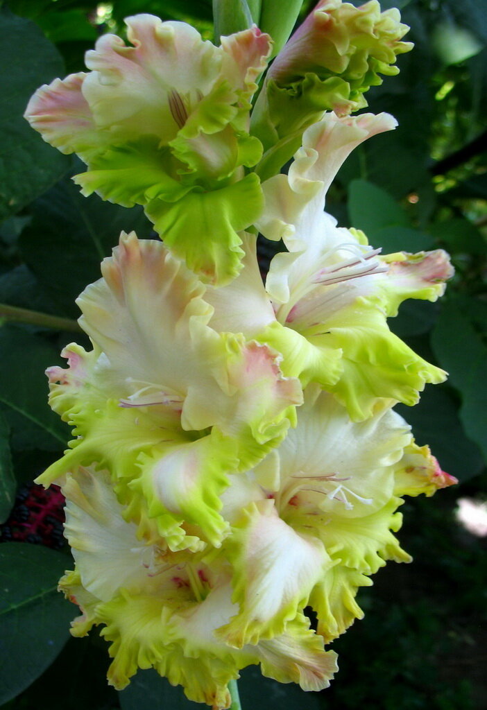 Гладиолус. http://yakimenko-iris.net.ua/uploads/posts/2013-05/1368875889_krasava.jpg