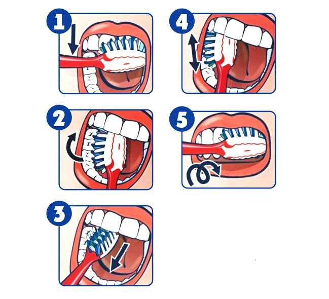 Алгоритм. Как правильно чистить зубы